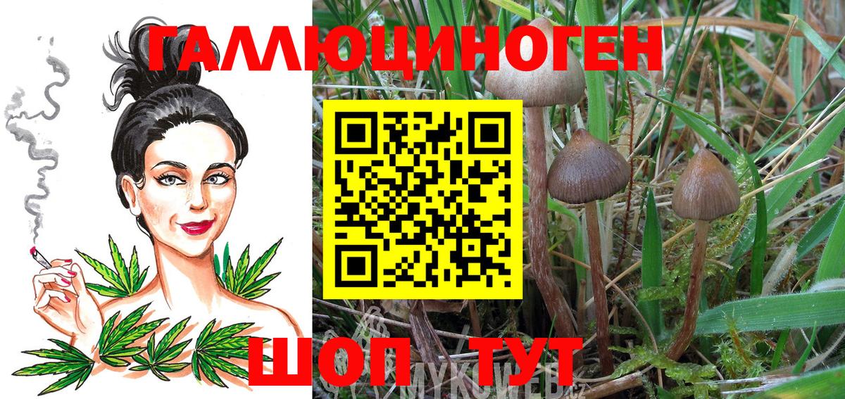 Галлюциногенные грибы Psilocybe Сафоново
